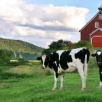 Factors to Consider When Buying Land